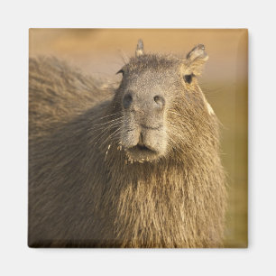 Pantanal, Brazil, Capybara, Hydrochoerus Magnet