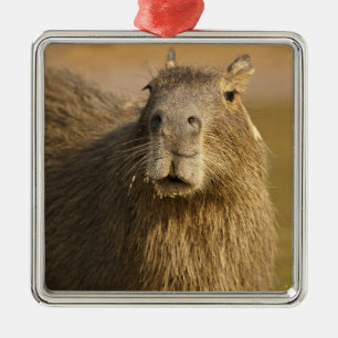 Pantanal, Brazil, Capybara, Hydrochoerus Metal Ornament