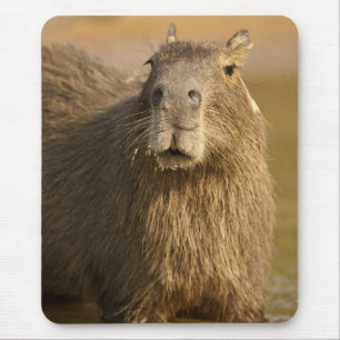 Pantanal, Brazil, Capybara, Hydrochoerus Mouse Pad