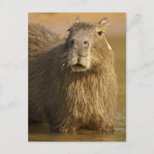 Pantanal, Brazil, Capybara, Hydrochoerus Postcard