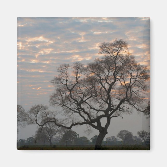 Pantanal Wetlands | South America, Brazil Magnet (Front)