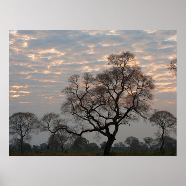 Pantanal Wetlands | South America, Brazil Poster (Front)