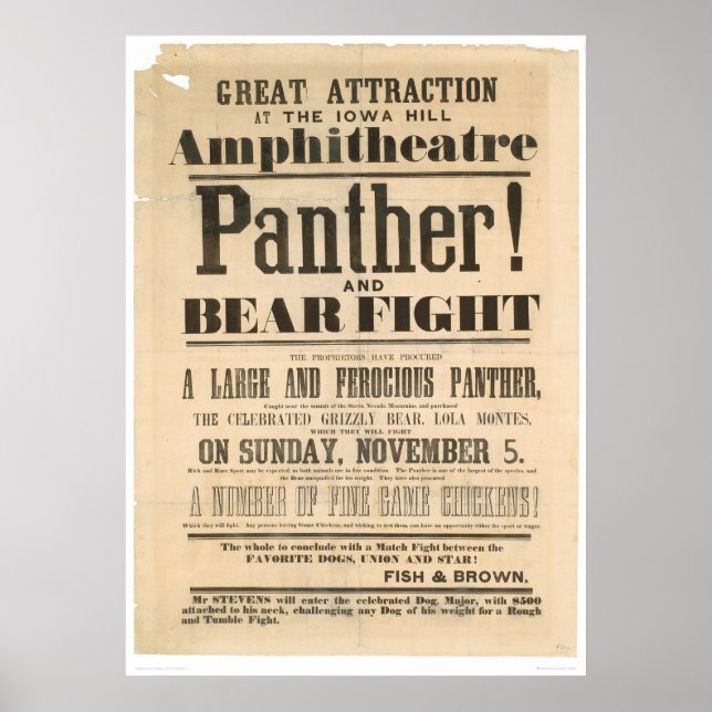 Panther and Bear Fight Advertisement (1293A) Poster (Front)