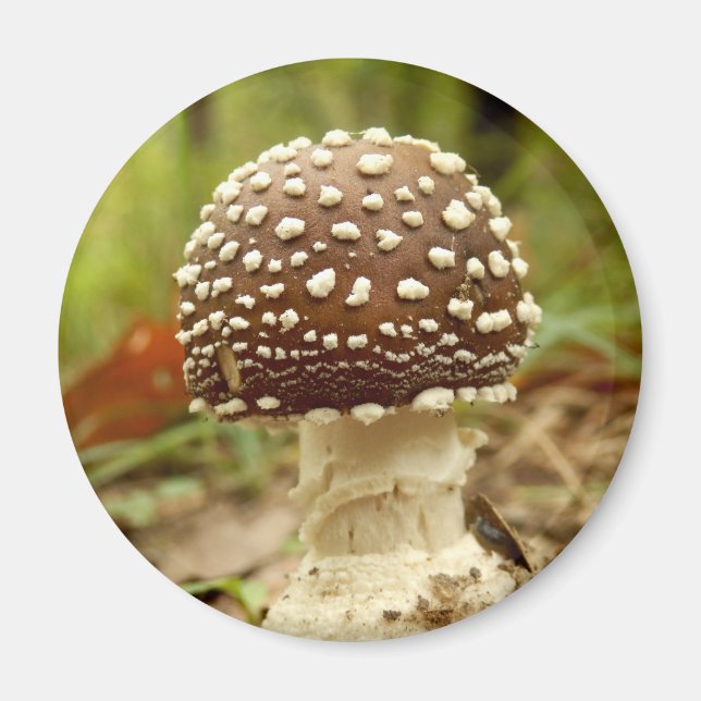 Panther Cap Mushroom Magnet (Front)