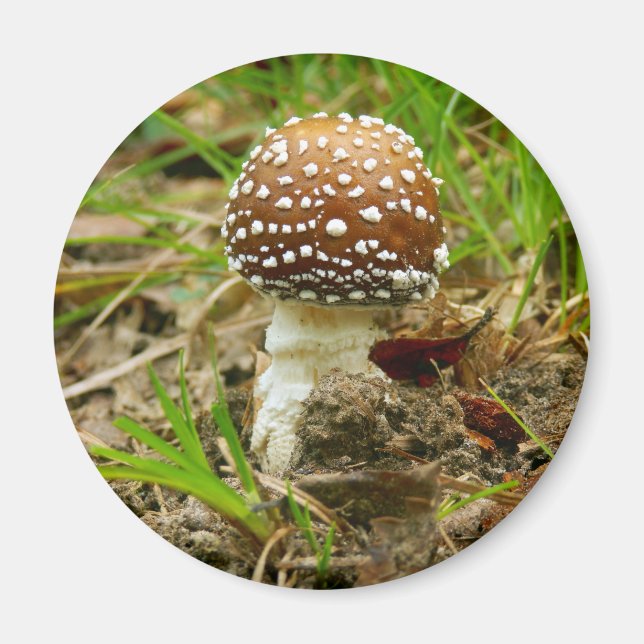 Panther Cap Mushroom Magnet (Front)