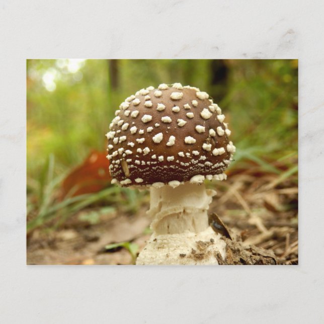 Panther Cap Mushroom Postcard (Front)