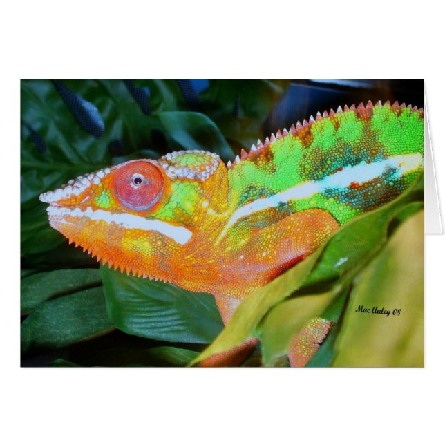 Panther Chameleon (Front Horizontal)