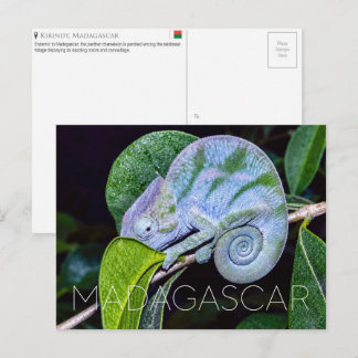 Panther Chameleon, Kirindy, Madagascar Travel Postcard