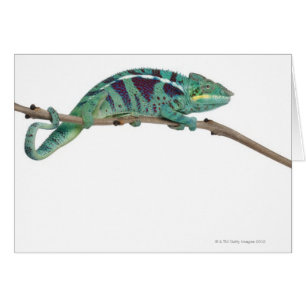 Panther Chameleon Nosy Be (Furcifer pardalis)