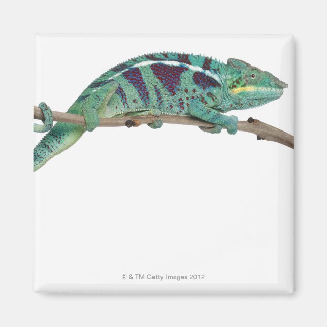 Panther Chameleon Nosy Be (Furcifer pardalis) Magnet (Front)