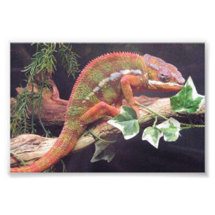 Panther Chameleon Photo Print