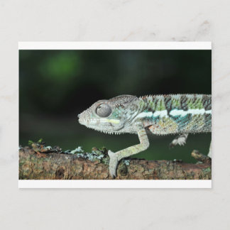 panther chameleon postcard