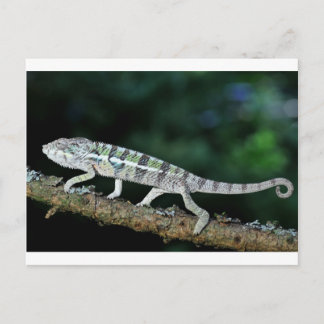 panther chameleon postcard