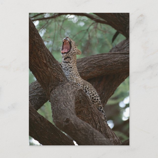 Panther Postcard (Front)