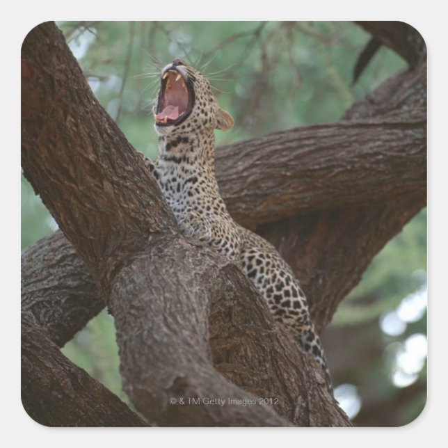 Panther Square Sticker (Front)