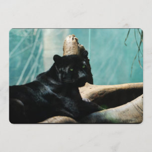 Panther with Piercing Eyes Invitation
