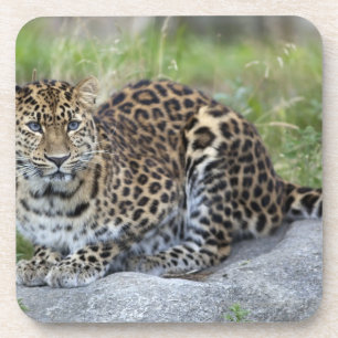 Panthera pardus orientalis coaster
