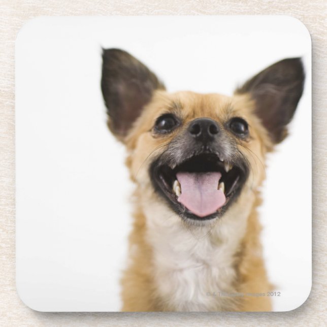 Panting dog coaster (Front)