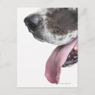 Panting Harlequin Great Dane Postcard