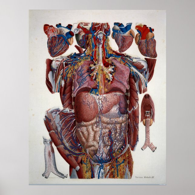 Paolo Mascagni Illustration of Human Viscera Poster (Front)