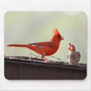 Papa and Baby Cardinal 1 Mouse Pad