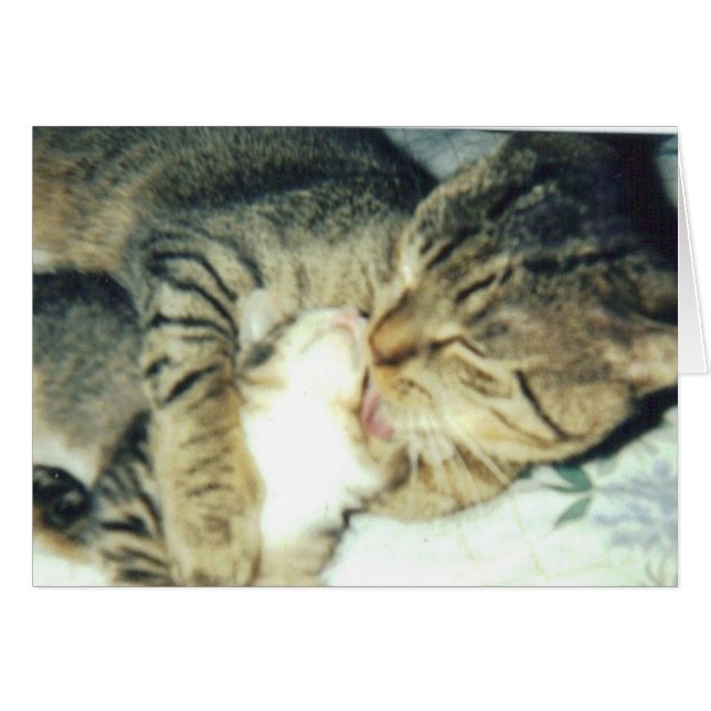 Papa Cat and His Kitten (Front Horizontal)