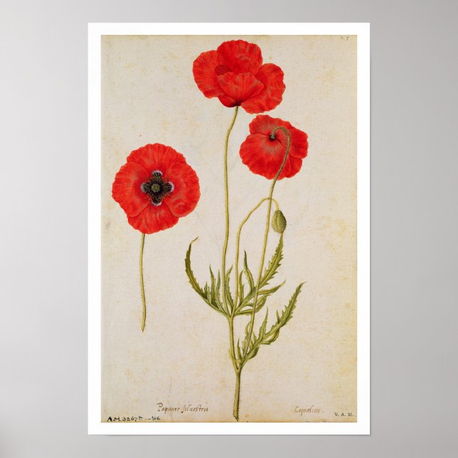 Papavar rhoeas, c.1568 poster (Front)