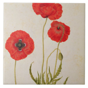 Papavar rhoeas, c.1568 tile