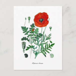 Papaver rhoeas postcard