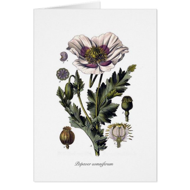 Papaver somniferum (Front)