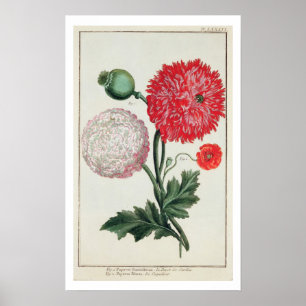 Papaver somniferum and Papaver rheas engraved by G Poster