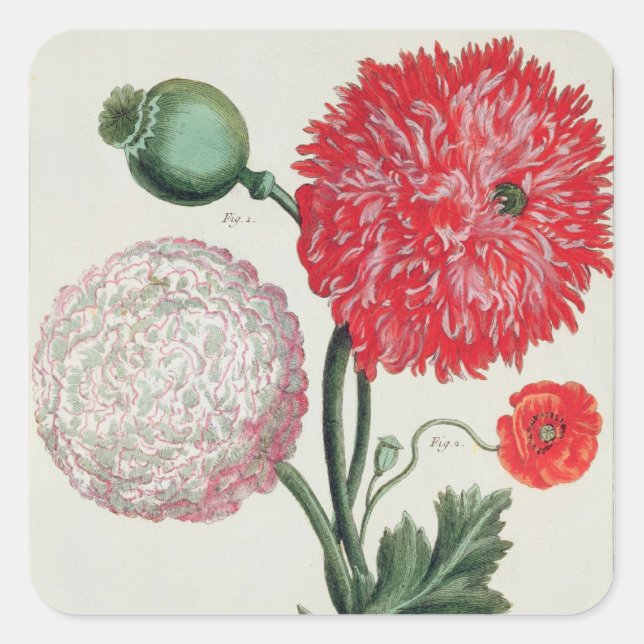 Papaver somniferum and Papaver rheas engraved by G Square Sticker (Front)