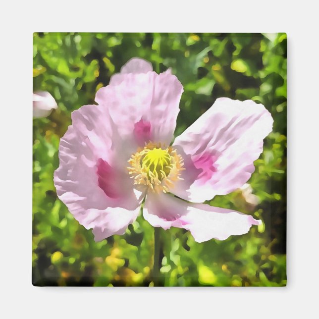 Papaver Somniferum Pink Poppy Art Magnet (Front)