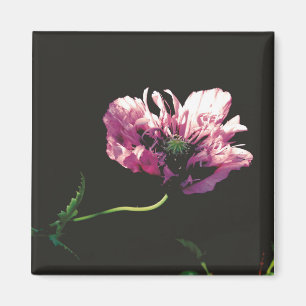 Papaver Sugarplum Magnet