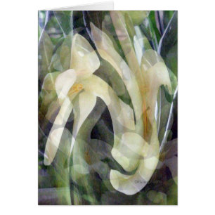 Papaya Flower in Abstract
