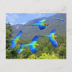 papegaai postcard