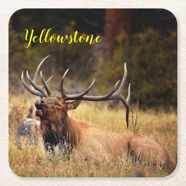 Paper Coaster Set-Yellowstone Elk (Front)