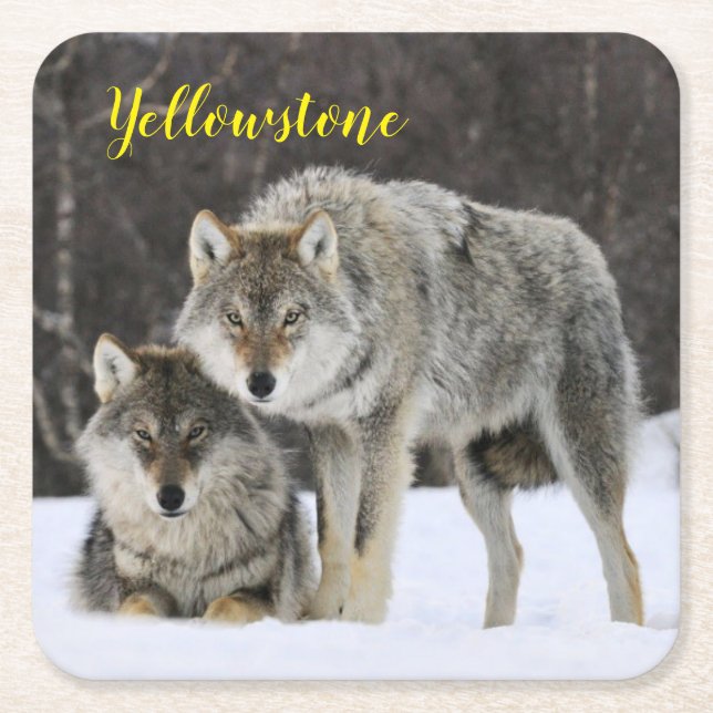 Paper Coaster Set-Yellowstone Wolf (Front)