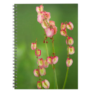Paper Hearts (Rumex Woodii), Ukhahlamba Notebook