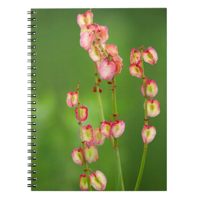 Paper Hearts (Rumex Woodii), Ukhahlamba Notebook (Front)