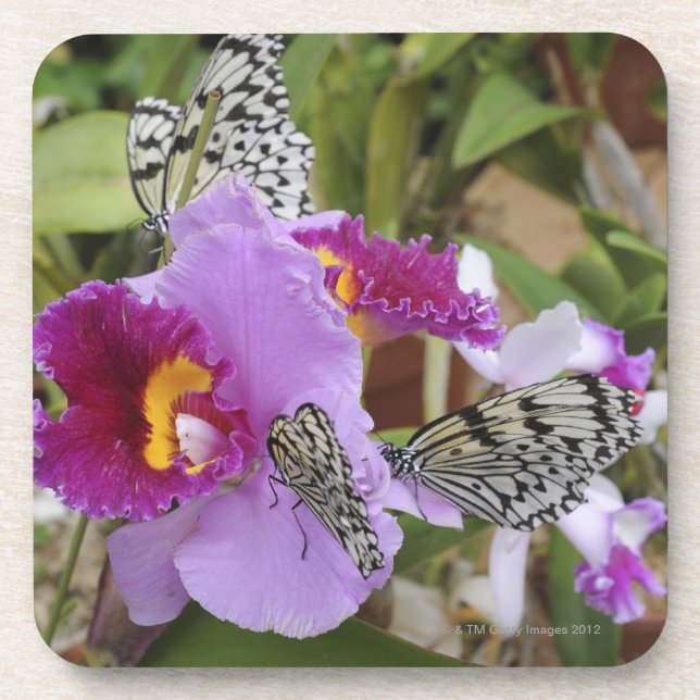 Paper Kite Butterflies (Idea leuconoe) on Coaster (Front)