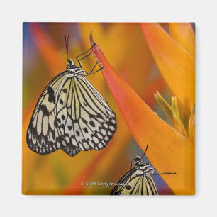 Paper Kite Butterflies (Idea leuconoe) on flower Magnet