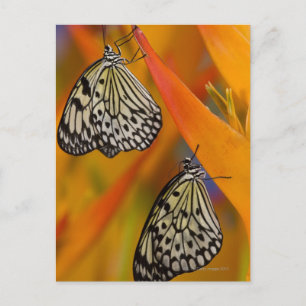 Paper Kite Butterflies (Idea leuconoe) on flower Postcard