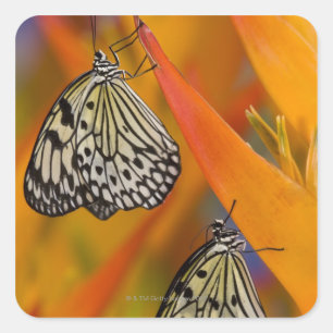 Paper Kite Butterflies (Idea leuconoe) on flower Square Sticker