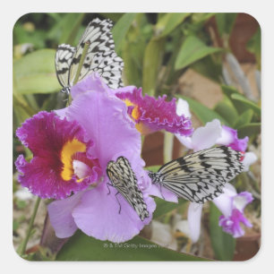 Paper Kite Butterflies (Idea leuconoe) on Square Sticker