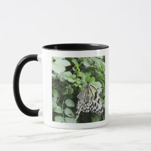 Paper Kite Butterfly (Idea leuconoe) on vine, Mug
