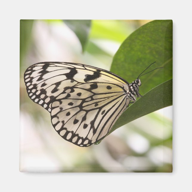 Paper Kite Butterfly Magnet (Front)