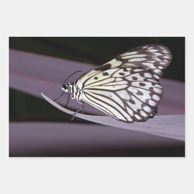 Paper kite butterfly on purple (Front)