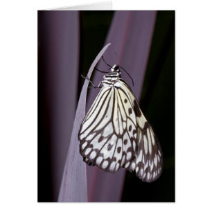 Paper Kite butterfly on purple