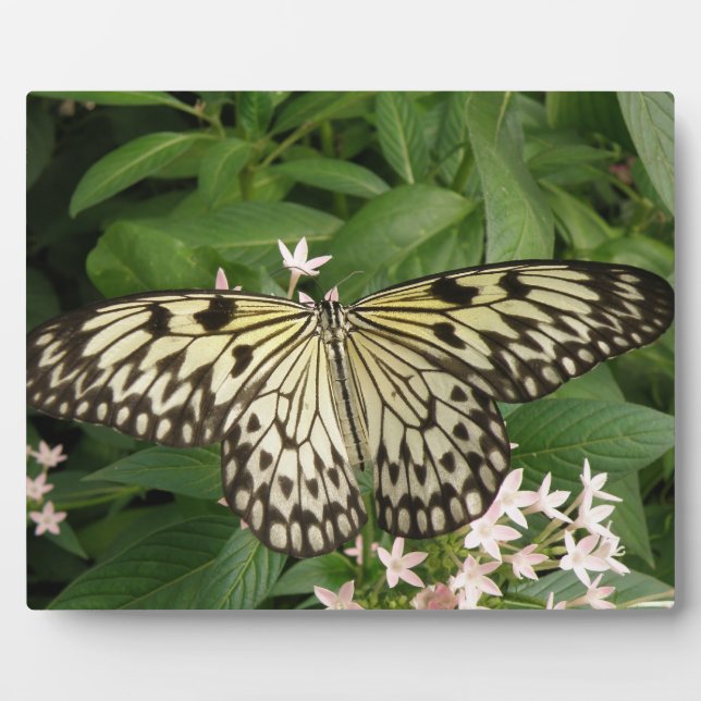 Paper Kite Butterfly Plaque (Front)